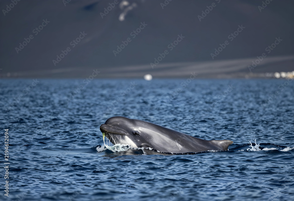 Obraz premium Marine conservation and wildlife protection, bottlenose dolphin swimming in deep blue ocean water with natural light and splashing waves in the sea
