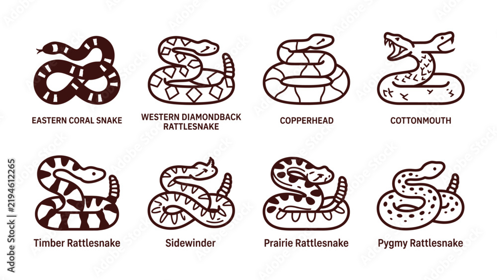 Obraz premium Snake Identification Guide: An informative visual guide showcasing eight distinct species of venomous snakes with their names labeled for identification, presented in a clear, stylized illustration.