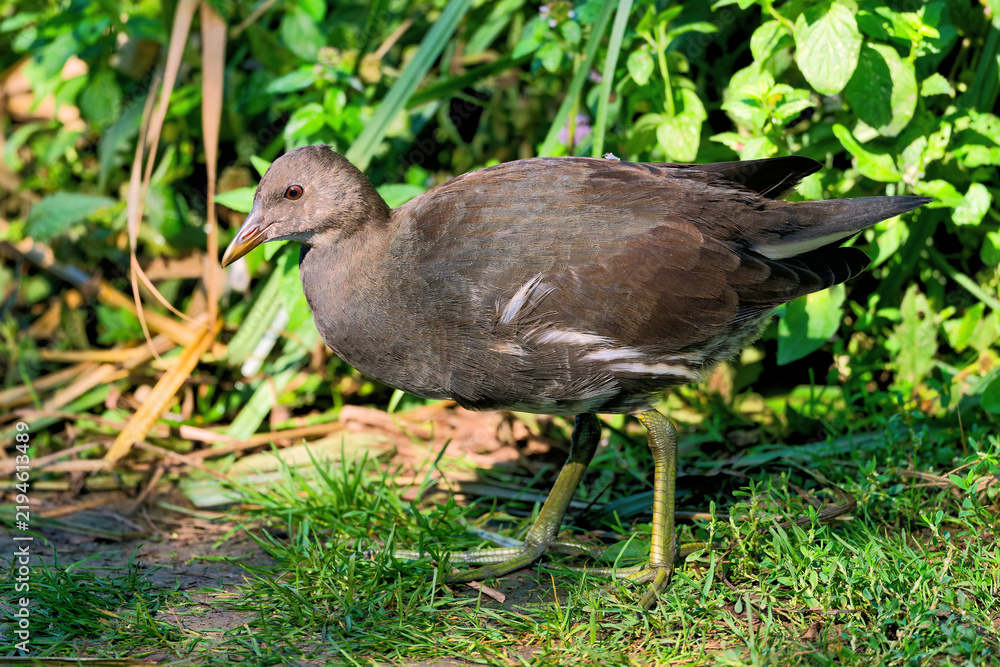 Fototapeta premium Junges Teichhuhn (Gallinula chloropus) sucht im Gras am Ufer nach Nahrung