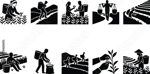 Tea Plantation and Leaf Harvesting Icons Set, Tea Plucker, Terraced Hills, Basket Carrier, Organic Farming, and Agricultural Worker Silhouettes Vector
