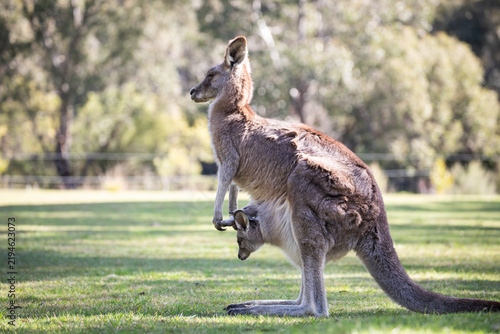 Bild auf Leinwand Kangaroo Mother Joey Australian Wildlife Nature