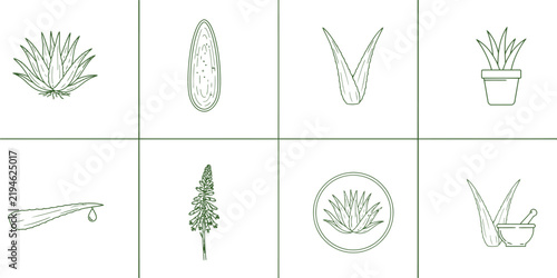 Minimalist aloe vera line icons, set of 8 botanical succulent vector illustrations, green organic skincare and herbal medicine symbols