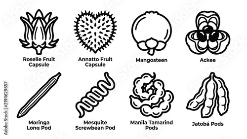 Exotic Fruits and Pods Illustration: A collection of unique and diverse fruits and seed pods illustrated in a minimalist, line-art style, showcasing botanical variety and natural forms.