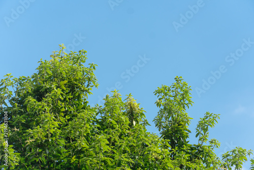Foto Lush green treetops stretching against a clear and cloudless blue sky