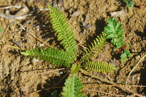 Tapety artystyczne Achillea millefolium 