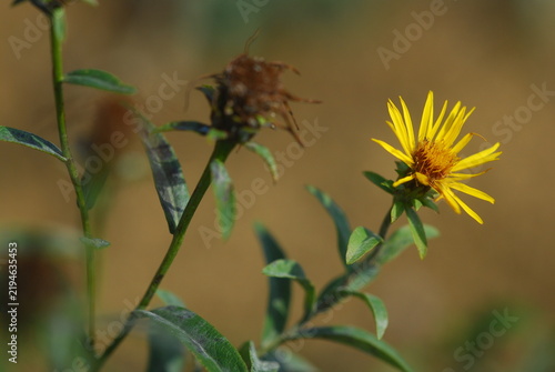 Tapety artystyczne Inula salicina