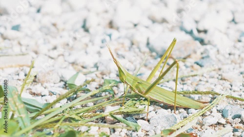 Green Japanese Grasshopper Resting on Gravel in a Natural Outdoor Habitat