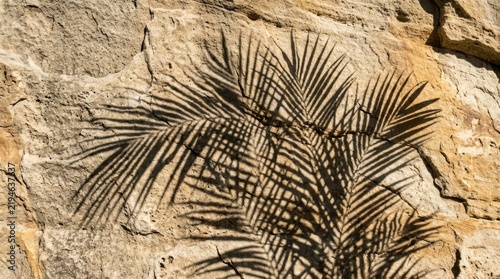 Layered palm frond shadows etched on rugged stone surface dramatic depth photography