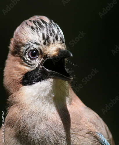 Fotografie The bird in the picture is a Eurasian jay (Garrulus glandarius), shown here vocalizing with its beak open