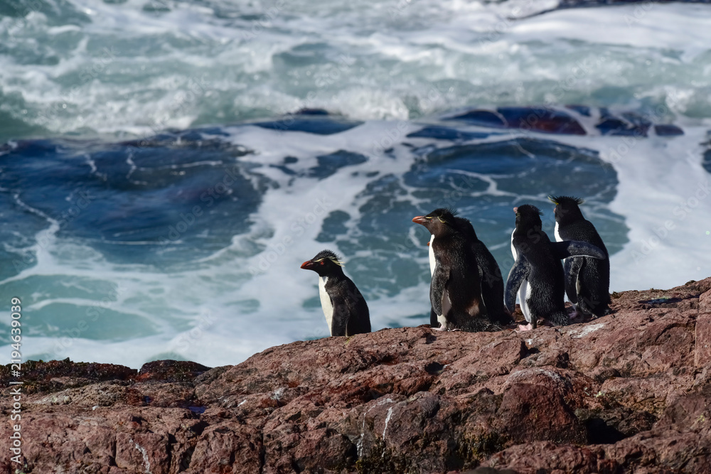 Fototapeta premium Rockhopper Penguin in Penguin Island,Puerto Deseado, Santa Cruz Province, Patagonia Argentina
