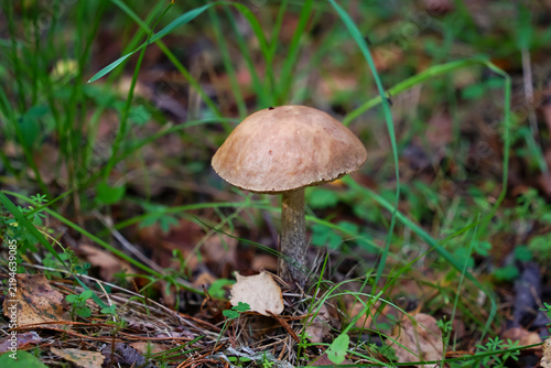 Foto Brown Mushroom Growing on Forest Floor