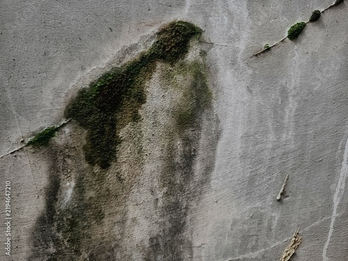 Close-up of weathered concrete wall with green moss growing along cracks, organic distressed wall texture background.