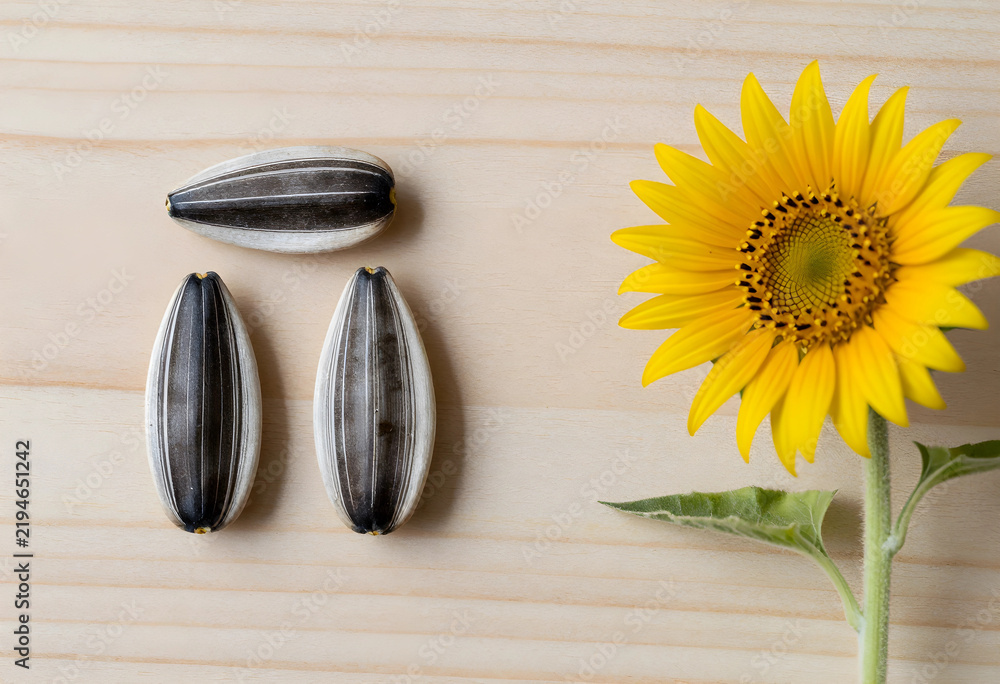 Obraz premium Agriculture and food production, sunflower seeds and blooming flower on wooden background for healthy nutrition and organic farming industry concepts