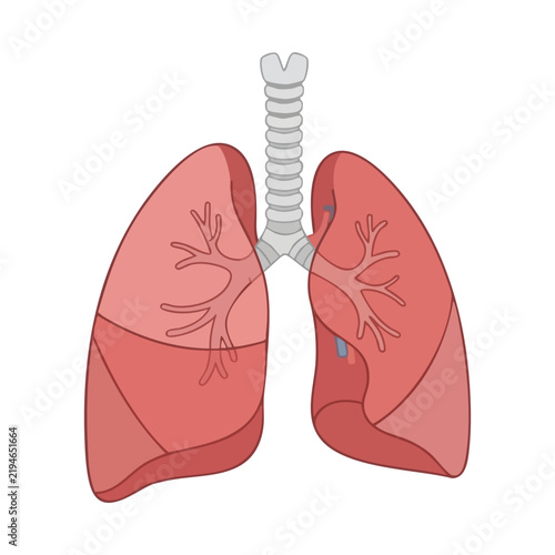 Obraz na plátne Human Lungs with Trachea and Bronchial Tree Illustration