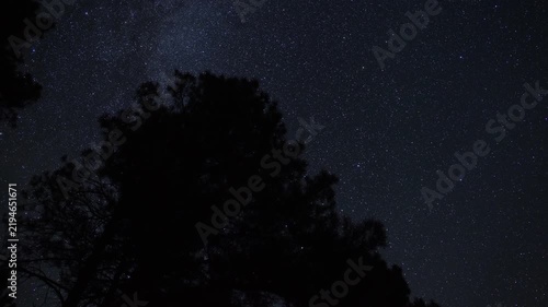 Tracking time lapse of stars above towering pine trees in the forest