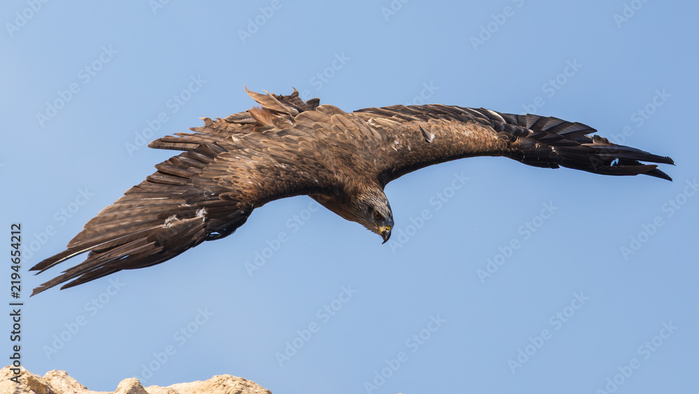 Fototapeta premium Aigle royal en plein vol plané, les ailes largement déployées dans un ciel bleu dégagé. Cette majestueuse scène de rapace met en valeur la puissance, l’envergure et les détails du plumage de l’oiseau.