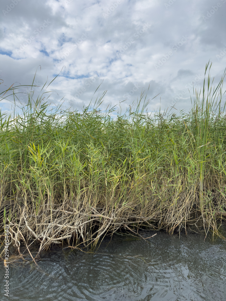 Obraz premium Lush Green Marshland Vegetation Against a Cloudy Sky Over Calm Water with Reflections of Nature's Beauty and Abundant Plant Life in a Natural Habitat