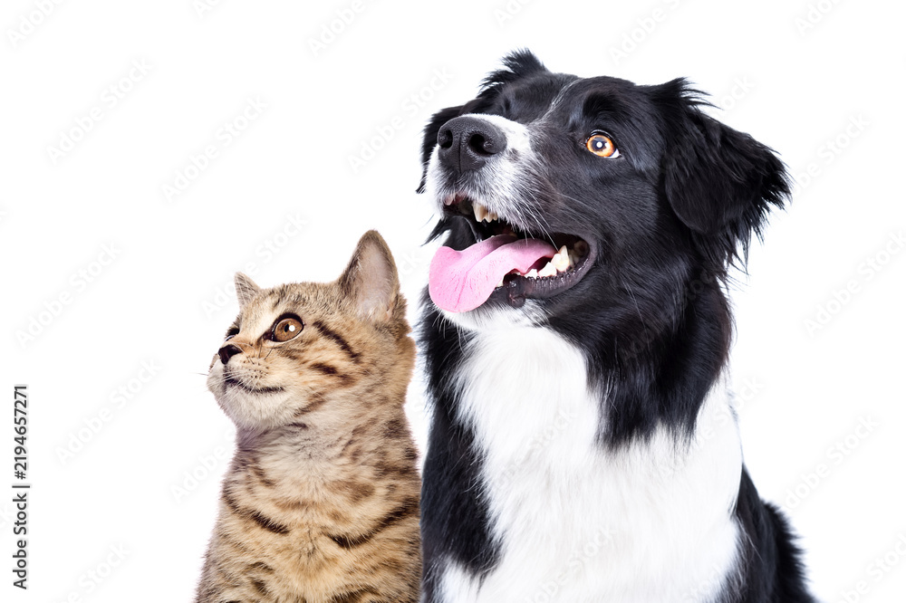 Obraz premium Portrait of a Scottish Straight kitten and a Border Collie dog looking up, closeup, isolated on white background