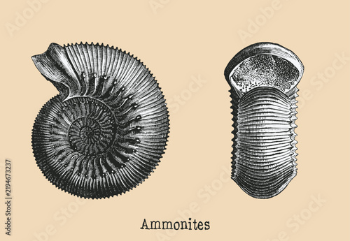 Ammonite Fossil Shell Vintage Engraving Scientific Illustration