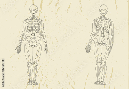 Human Skeleton Anatomy Vintage Line Art Illustration on Textured Background