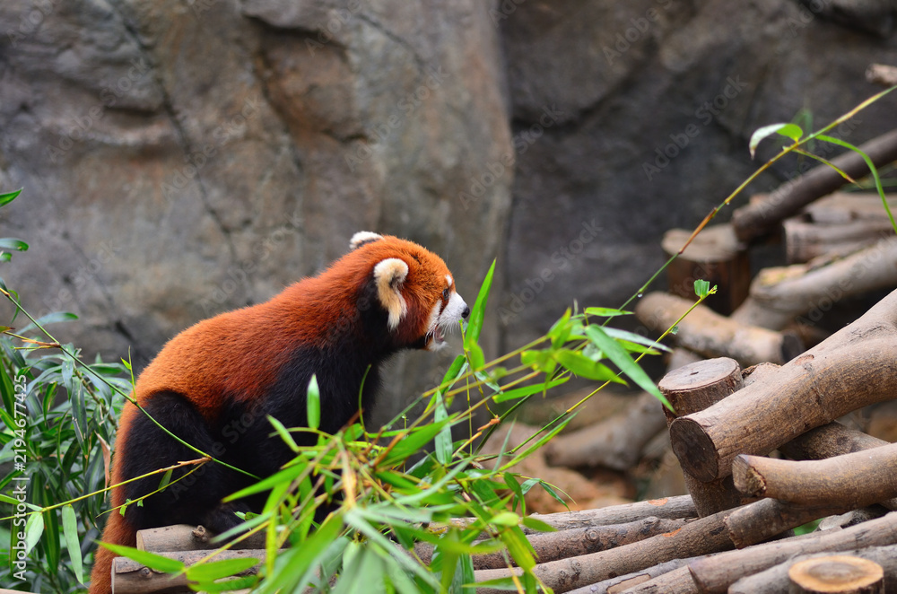 Fototapeta premium Red panda in the Hong Kong zoo