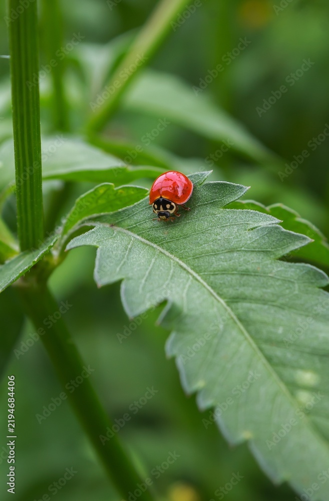 Fototapeta premium ladybug on leaf
