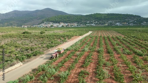 Tractor hauling a trailer of freshly harvested grapes through a vineyard near Lliber, Alicante, with mountains and village views, Spain - stock video