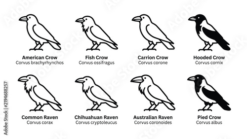 Картината върху платно Crow and Raven Species Chart: An educational illustration showcasing eight distinct species of crows and ravens, each labeled with its common and scientific name