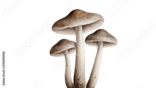 Three brown capped mushrooms with pale stems, isolated on transparent background