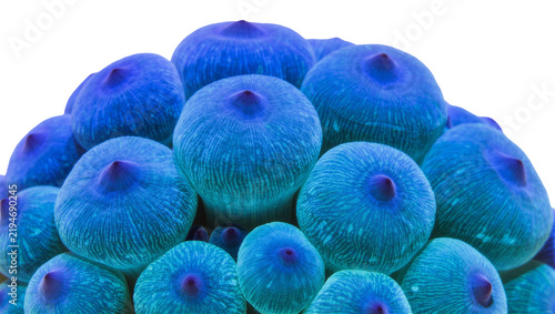 Cluster of vibrant blue anemones with textured tentacles, isolated on transparent background