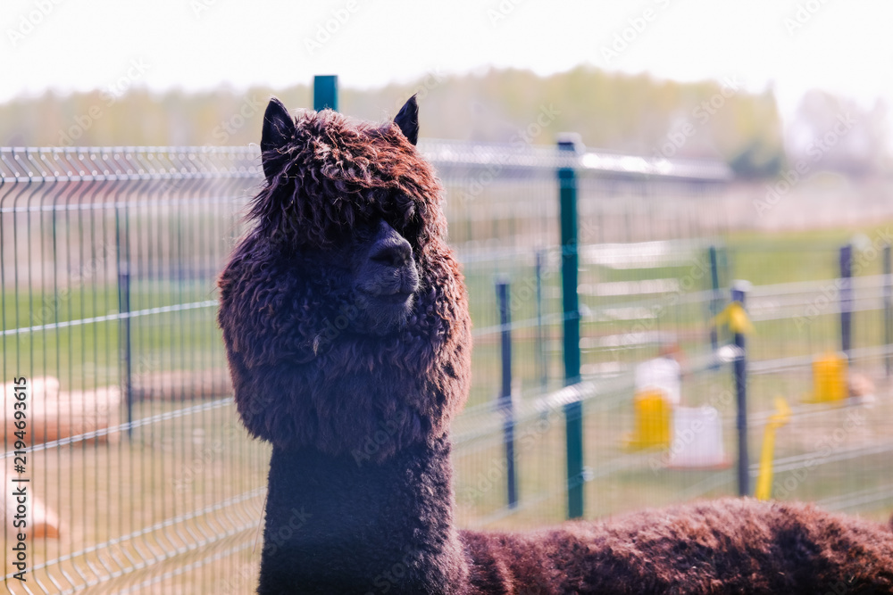 Fototapeta premium Brown alpaca behind metal fence at farm