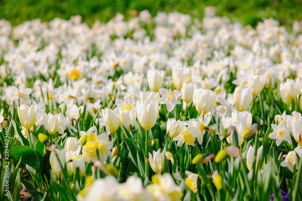 Fototapeta premium White tulips and daffodils blooming in a field of green grass