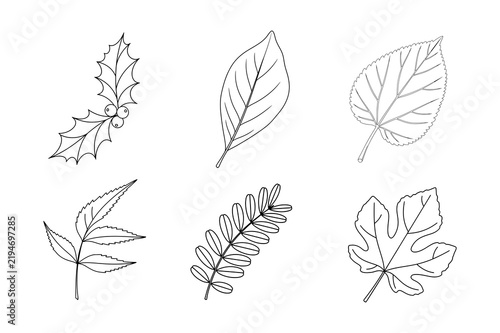 Set of holly, ash, and fig leaf line art vector illustration, outline botanical elements