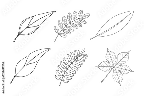 Set of compound and simple leaf line art vector illustration, outline botanical collection