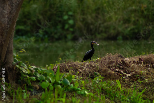 Fotografía Cormoran aquatique en Afrique de l'ouest au Bénin dans un étang