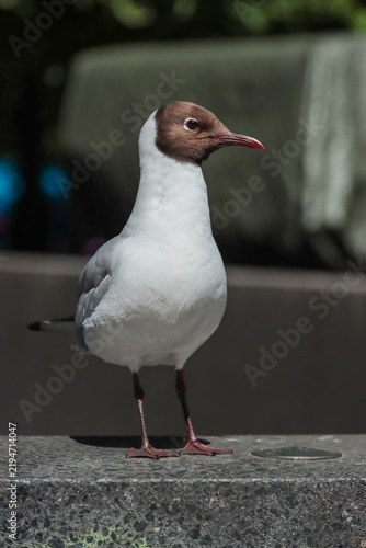 Принти на полотні Black-headed Gull (Chroicocephalus ridibundus also Larus ridibundus)