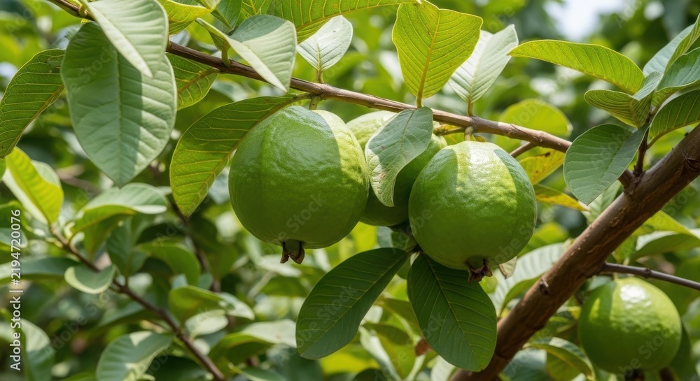 Fototapeta premium Guava fruit tree photo with ripe green guavas hanging on branches amidst fresh foliage in an orchard