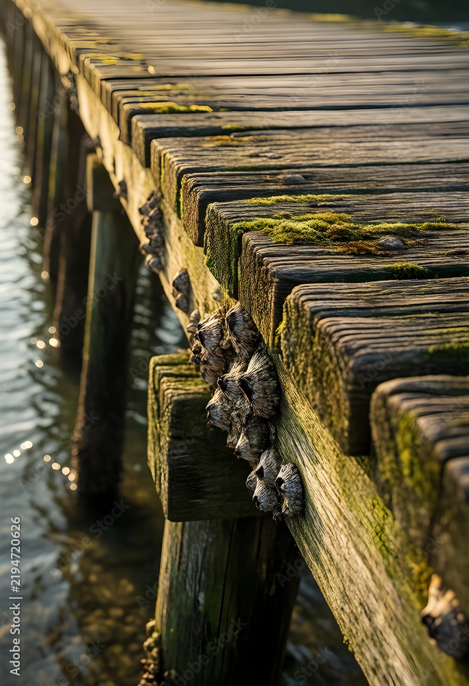 Fototapeta premium Marine ecosystem and coastal decay, barnacles on weathered wooden pier piling with moss in calm water at sunset for environmental and nature background