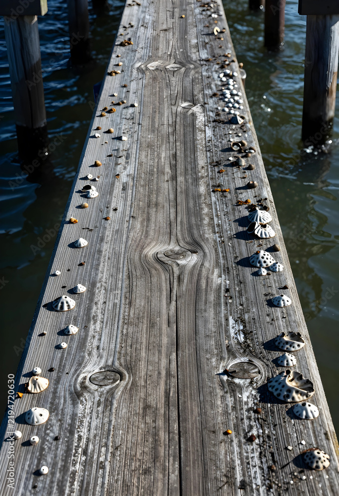 Fototapeta premium Marine biology and coastal ecosystem, barnacles on weathered wooden pier over water ocean life and natural decay in a maritime environment