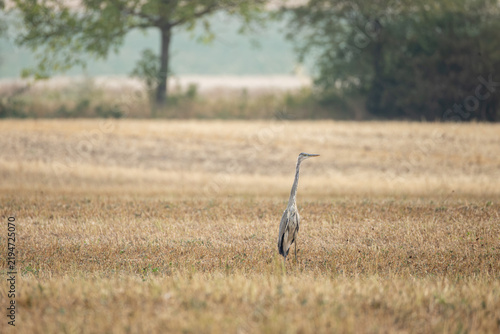 Fotografía Grey heron standing in a harvested field with rural landscape background