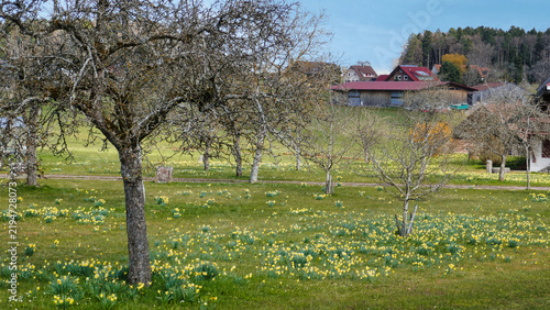 Osterglocken / Sternenblumen am Sternweg in Gaugenwald, Nordschwarzwald	
