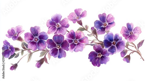 watercolor verbena flowers, purple cluster, white background