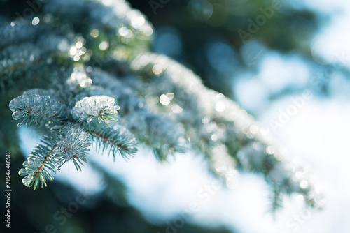 Christmas sparkly fir tree branch covered with ice at sunny day