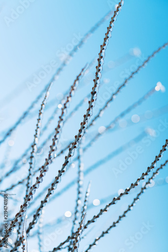 Frozen tender branches covered with ice at winter