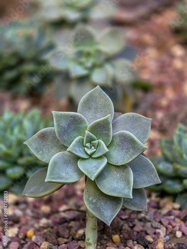 Close-up shot of ghost plant rosette with frosted grey-green leaves
