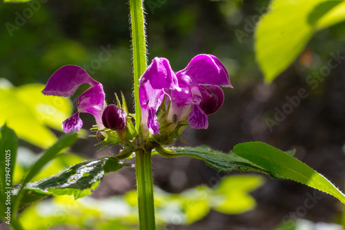 Fotografía Blooming Lamium purpureum showcases vibrant purple flowers among lush green leav