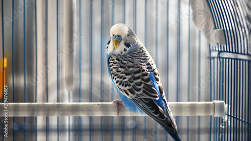 Budgie. Parrot. blue budgerigar sits in a cage. Domestic bird. Budgerigar in a birdcage. black and blue color of feathers, close-up. small domestic bird. beak of a parrot. talking pet