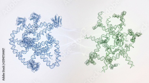 Molecular Structure Comparison of RSV Subtype A and Subtype B