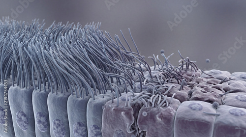 Microscopic Cilia Destruction and Airway Epithelial Damage Model