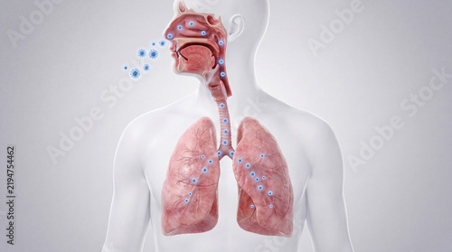 Human Respiratory Tract Cross Section Showing Inhaled Virus Journey